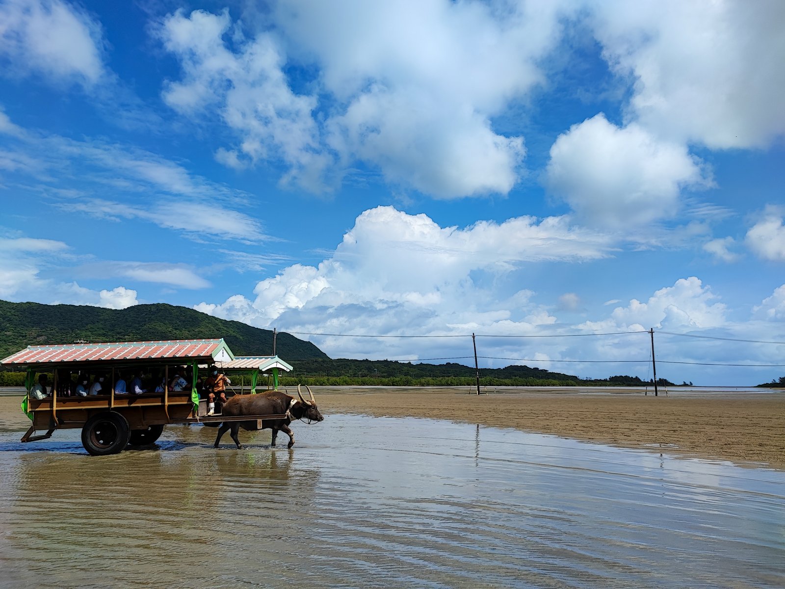 浅瀬を渡る由布島の水牛車