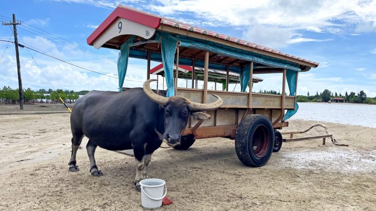 由布島へ向かう屋根付きの水牛車と水牛（西表島）