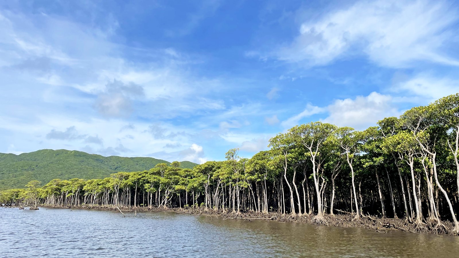 西表島のマングローブと川