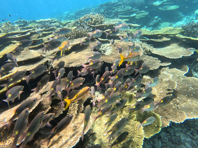 石垣島の海に広がるサンゴ礁と熱帯魚