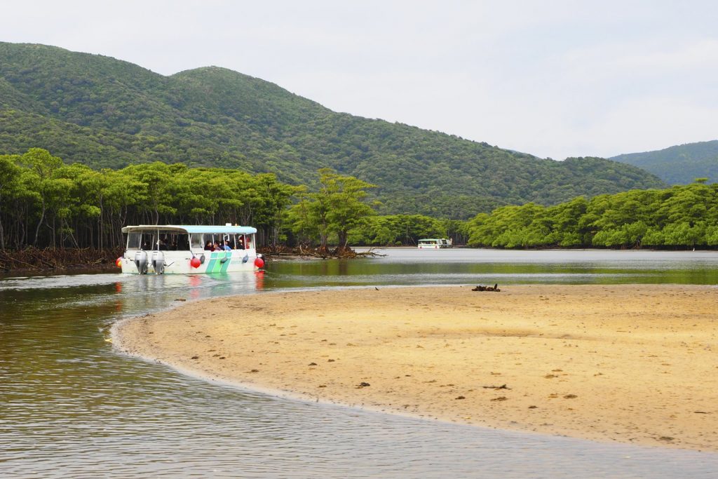 仲間川のマングローブ林を進む遊覧船