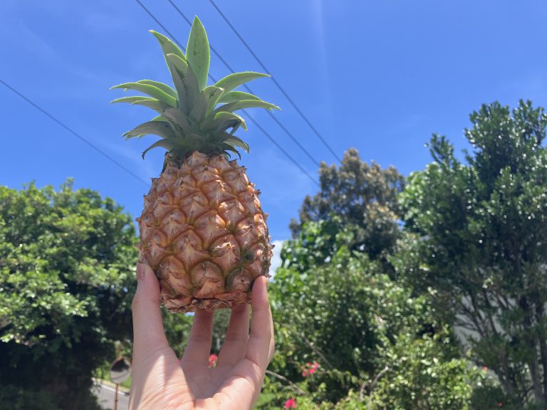 手のひらにのせた小ぶりのパイナップルと青空